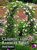 Climbing And Rambler Roses