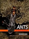 Ants Of New Zealand
