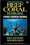 Reef Coral Identification Florida Caribbean Bahamas