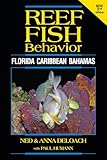 Reef Fish Behavior Florida Caribbean Bahamas