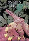Snakes and Reptiles: A Portrait of the Animal World
