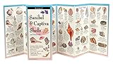 Sanibel Captiva Shells And Beach Life Foldingguides