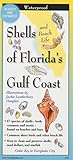 Shells Of Floridas Gulf Coast Folding Guide Foldingguides