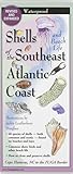 Shells Of The Southeast Atlantic Coast Folding Guide Foldingguides