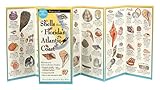 Shells Of Floridas Southeastern Coast Folding Guide Foldingguides