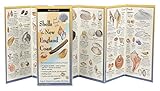 The Ultimate Guide To Shells And Beach Life Of The New England Coast