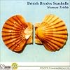 British Bivalve Seashells