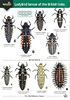 Guide to the Ladybird Larvae of the British Isles