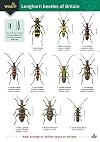 Guide to Longhorn Beetles of Britain