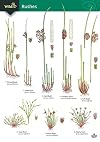 Guide to Rushes