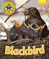 Wildlife Watchers: Blackbird 2017 (Ruby Tuesday Readers)