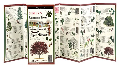 Sibley's Common Trees in the Cities & Towns of the Northeast & Upper Midwest book cover