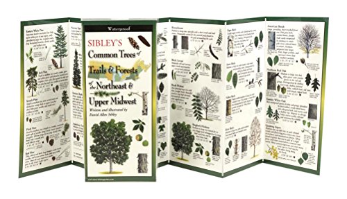 Sibley's Trees of Trails and Forests of the Northeast & Upper Midwest book cover
