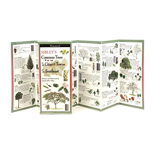 Sibley's Trees of Cities & Towns of the Southeast book cover