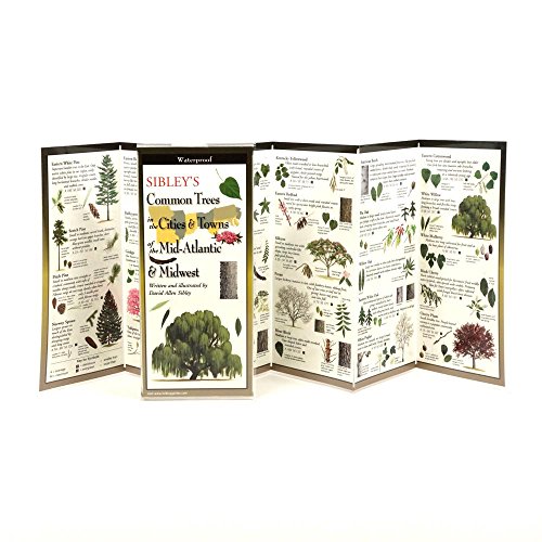 Sibley's Common Trees in the Cities & Towns of the Mid-Atlantic & Midwest book cover