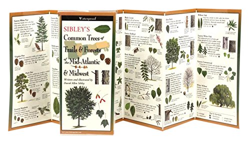 Sibley's Common Trees of Trails & Forests of the Mid-Atlantic & Midwest book cover