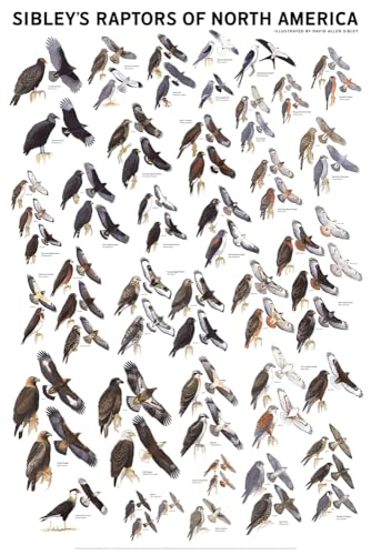 Sibley's Raptors of North America book cover