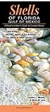 Shells Of Floridagulf Of Mexico A Beachcombers Guide To Coastal Areas