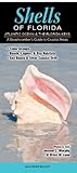 Shells Of Floridaatlantic Ocean Florida Keys A Beachcombers Guide To Coastal Areas