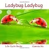 Ladybug Ladybug (Life Cycle Books)
