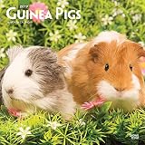Guinea Pigs 2019 Calendar