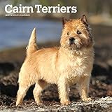 Cairn Terriers 2019 Calendar