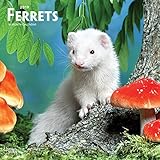 Ferrets 2019 Calendar