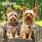 Yorkies 2019 Calendar