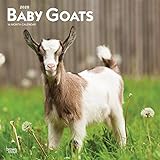 Baby Goats 2020 Calendar