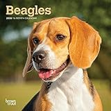 Beagles 2020 Calendar
