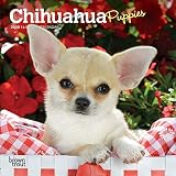 Chihuahua Puppies 2020 Calendar