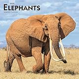 Elephants 2020 Calendar