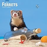 Ferrets 2020 Calendar