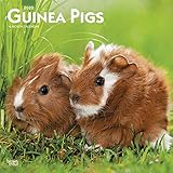 Guinea Pigs 2020 Calendar