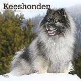 Keeshonden 2020 Calendar