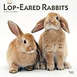 Lopeared Rabbits 2020 Calendar