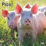 Pigs 2020 Calendar