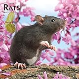 Rats 2020 Calendar