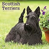 Scottish Terriers 2020 Calendar