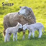 Sheep 2020 Calendar