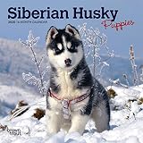 Siberian Husky Puppies 2020 Calendar