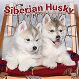 Siberian Husky Puppies 2020 Calendar