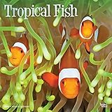 Tropical Fish 2020 Calendar
