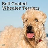 Soft Coated Wheaten Terriers 2020 Calendar