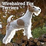 Wirehaired Fox Terriers 2020 Calendar