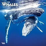 The Whales 2020 Calendar