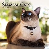 Siamese Cats 2021 12 X 12 Inch Monthly Square Wall Calendar Animals Cat Feline