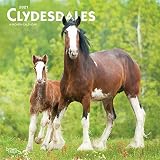 Clydesdales 2021 12 X 12 Inch Monthly Square Wall Calendar Animals Horses