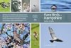 Rare Birds of Hampshire