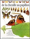 De La Chenille Au Papillon